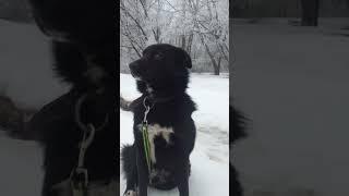 Сириус #собака #собачник #ялюблюсобак #dogs #сириус #Love