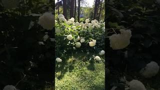 Гортензия: роскошное и неприхотливое украшение сада. Любит полутень. Быстро разрастается