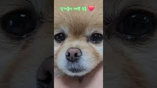 심쿵 ️ #animal #cute #dog #funny #puppy #강아지 #강아지영상 #심쿵 #심쿵이 #포메라니안