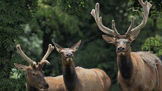 Relaxing Nature Sounds with Amazing Elk Facts | Calming Wildlife Video