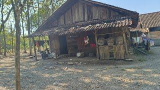 Montok Bahenol...!!Tingal Di Hutan Di Rumah Reyot Di Pedalaman Hutan Di Desa Terpencil Jawa Tengah