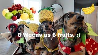 I DRESSED UP AS FRUIT WITH MY 8 WEENS TO CELEBRATE!!!! WARNING: LOTS OF BARKING!