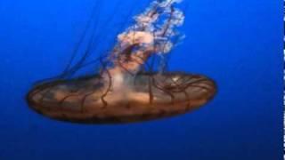 Jellyfish Swimming