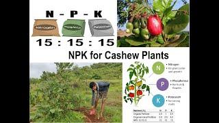 NPK 15:15:15 fertilizer for Cashew Plants