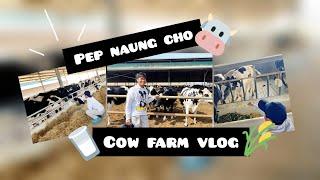 PEP Naung Cho ฟาร์มวัว Cow Farm Vlog นม