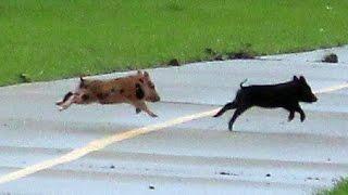 Baby Feral Pigs Crossing Trail at Trinity River Audubon Center Dallas Texas