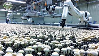 816 Million Pounds Of Mushrooms Are Harvested And Processed This Way | Agriculture Technology