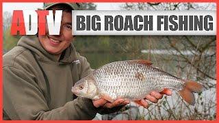 How To Catch Big Roach - Roach Fishing Rigs, Tips & Tactics