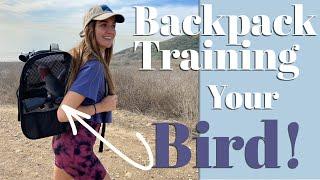 Parrot Backpack Training and Care | Take Your Bird Anywhere