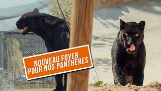 Nouveau foyer pour Oliver et ses amis : Mission accomplie !