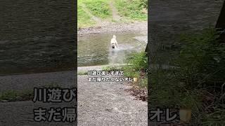 まだ帰らない‼️川遊びでホリホリをやめない犬　#ゴールデンドゥードル #犬　#大型犬 #犬のいる暮らし #おもしろ