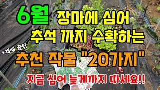 6월 장마에 심어 추석까지 수확하는 작물 20가지 지금 심어 늦게까지 수오악 #6월에심는작물 #텃밭농사