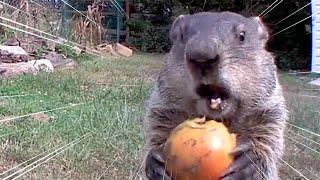 Chunk the Groundhog Steals Food On Camera | All Good