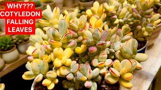 WHY COTYLEDON FALLING LEAVES & NOT COLORFUL | TẠI SAO SỎI CẦU VỒNG RỤNG LÁ & MẤT MÀU