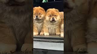 Lindos cachorros  Chow Chow #chowchow #cachorro