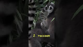 Funny and playful moments of Raccoons : The mask Bandits | Sneaky thefts | Raton laveur | #trending