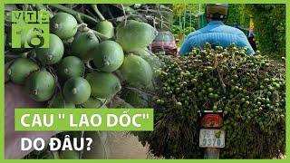 Thị trường cau "lao dốc" do đâu? | VTC16