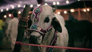 Pakistan's Most Expensive Bull | Maweshi Mandi Sukkur | Vlog 007