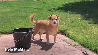 Cute Dog FOX ASKS FOR HELP