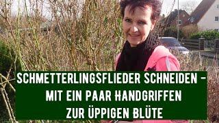 Schmetterlingsflieder schneiden - mit ein paar Handgriffen zur üppigen Blüte