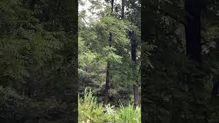 Dragonflies Catching Insects