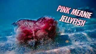 Hunting for Pink Meanies "Jellyfish" Pensacola Beach Gulf Coast of Florida