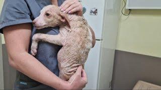 The unbelievable torture experienced by an abandoned puppy.(Part 1)