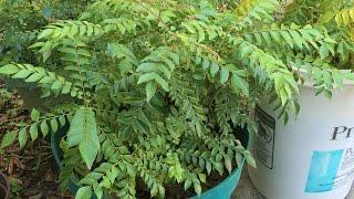 Grow / Care Curry Leaf Plant Tips by Bhavna