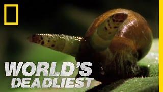 Zombie Snails | World's Deadliest