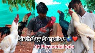 Peruvedai koli pannai || Kattu seval vedai sales || koli valarpu || peruvedai koli #kathirvelfarms