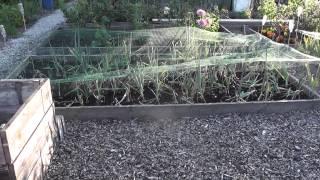 Weaste Allotments 21 07 2014 getting ready for the plots inspections