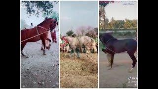 Best Horse Dance In Pakistan | Horse Tik Tok | Tik Tok Pakistan , Tik Tok India | Punjabi Song