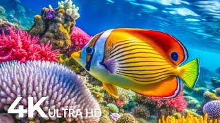 DREAM AQUARIUM 4K - Marvel at Sea Animal in The Best Aquarium  Colors of Nature 4K