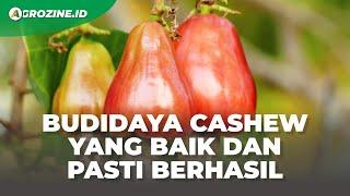 Budidaya Jambu Mete (Cashew Tree) untuk Pemula dari Nol Hingga Panen