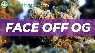 Face Off OG Cannabis Strain Review by HerbAdvisors.com