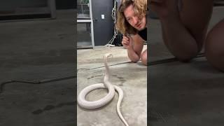 All WHITE COBRA! #Short #Shorts #animal #snake #cobra