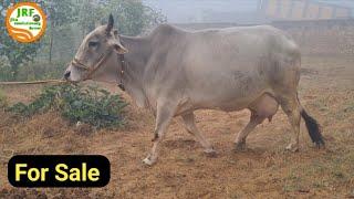 For Sale : #Desi #Cow in Dadri Haryana Milk 18kg +Thar 21162 से प्रेग्नेंट Vinit भाई 9416581026