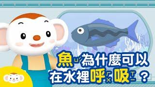 【生物小知識】魚為什麼可以在水裡呼吸？｜小行星樂樂TV