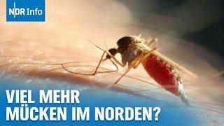 Tigermücke und Co: Welche Krankheiten übertragen Stechmücken? | NDR Info