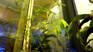 Mimosa pudica and desmodium gyrans