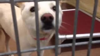 Adopted! Female Jindo at South LA with her kennel mates - 07/08/2012