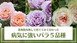 薬剤散布無しで育ててみて分かった本当に病気に強いバラ５品種