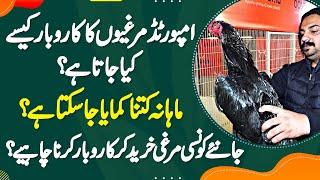 Imported Hens Ka Business Kaise Kia Jata Ha? Monthly Kitni Earning Ki Ja Sakti Ha?