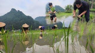 wet rice growing process - help from neighbors - idyllic village life