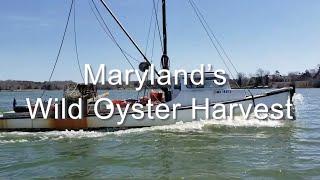 Marylands Wild Oyster Harvest By Lois Stephenson and Andrew Werner