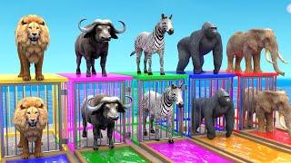 Paint Animals Elephant Lion Gorilla Buffalo Guess The Right ESCAPE ROOM CHALLENGE Animals Cage Game