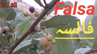 Falsa| How to grow falsa| فالسہ| falsa at my home plant