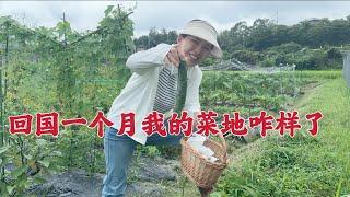 日本生活vlog/回國一個月我的菜園子雜樣了呢？院子裡的西瓜結了10幾個