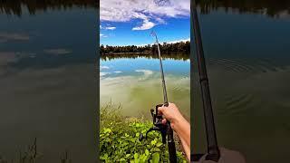 Best Song for Fisherman’s ️ CarpFishing️CarpRun #carpfishing #fishermanlife #carp #carprun