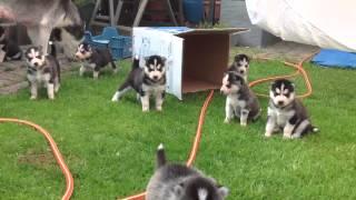 Husky puppy buiten spelen